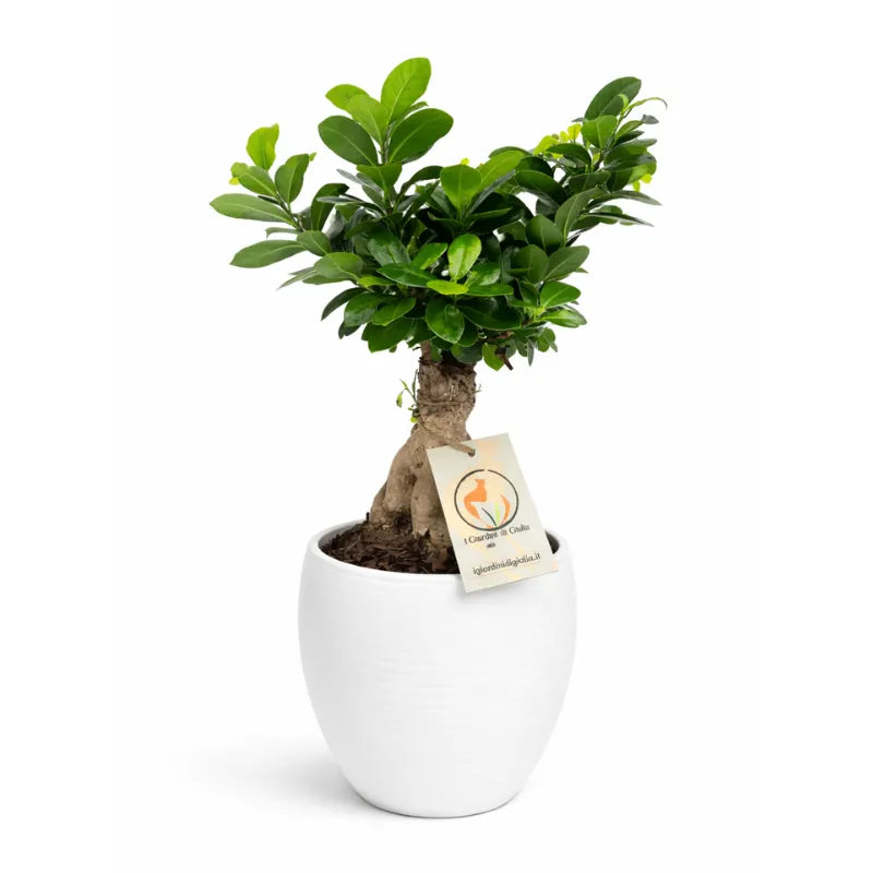 Bonsai Ficus Ginseng in vaso ceramica Manacor