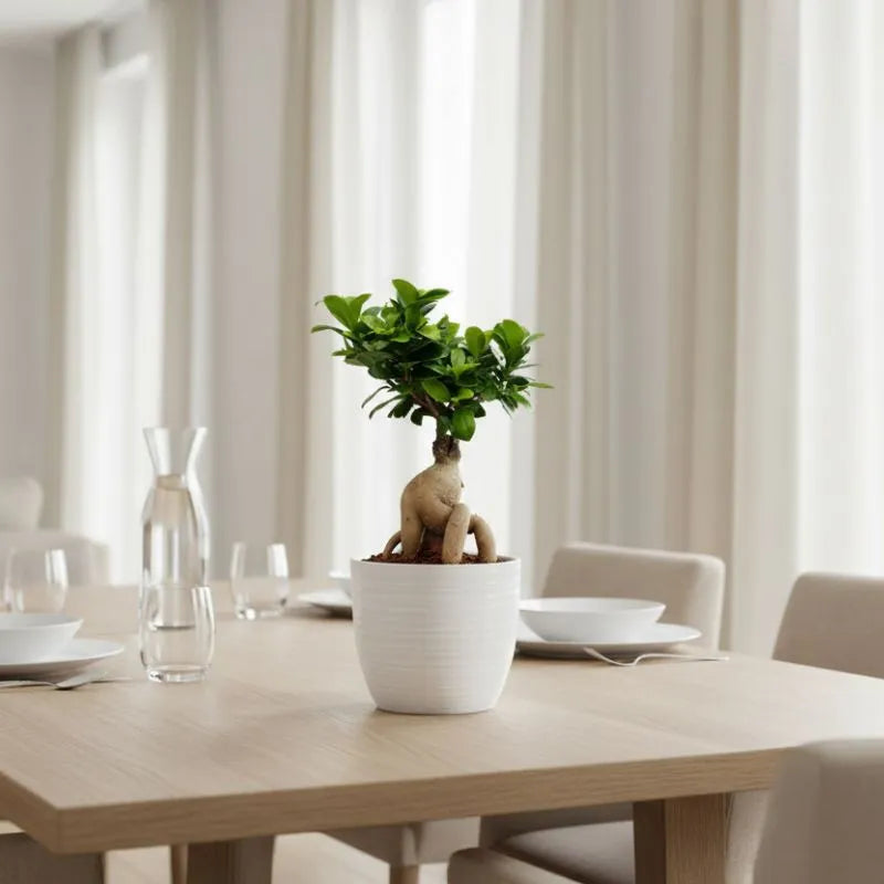 Bonsai Ficus Ginseng Vaso di Ceramica Bergamo Altezza Pianta D.13 cm