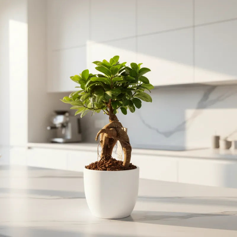 Bonsai Ficus Ginseng in vaso Boston diametro d. 13 cm