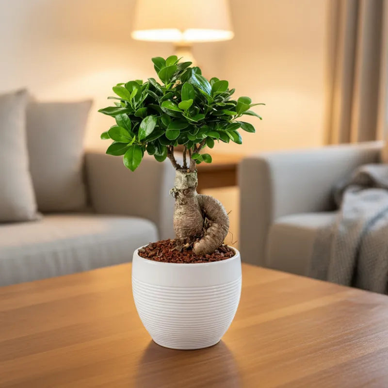 Bonsai Ficus Ginseng Vaso di Ceramica Manacor