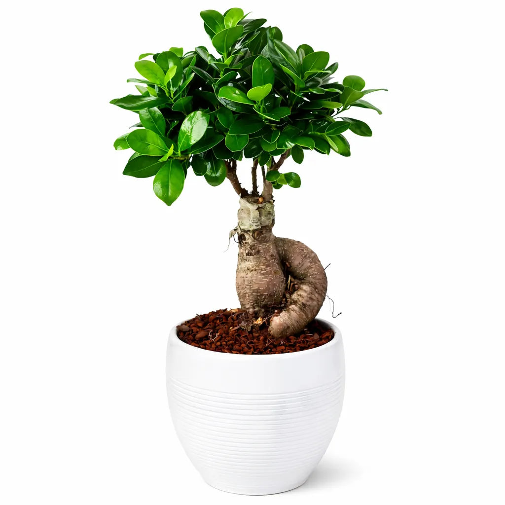 Bonsai Ficus Ginseng Vaso di Ceramica Manacor