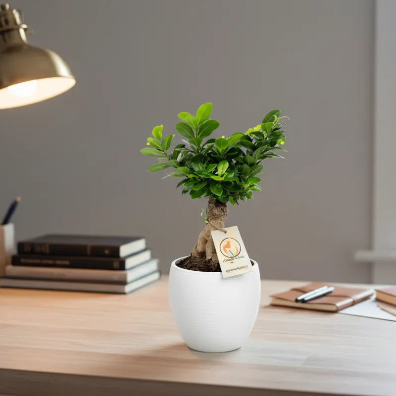 Bonsai Ficus Ginseng in vaso ceramica Manacor