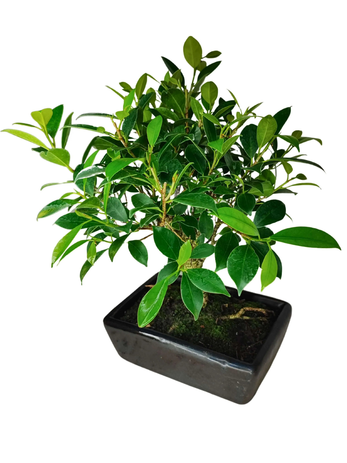 Bonsai Ficus Retusa Ball - Altezza Pianta 35 cm
