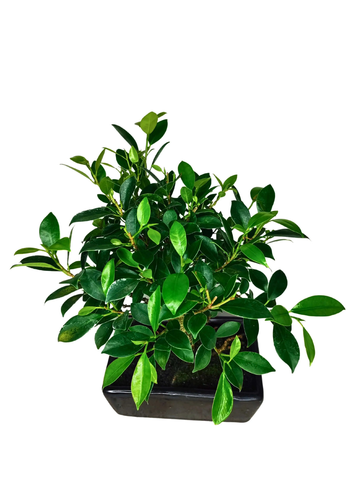Bonsai Ficus Retusa Ball - Altezza Pianta 35 cm