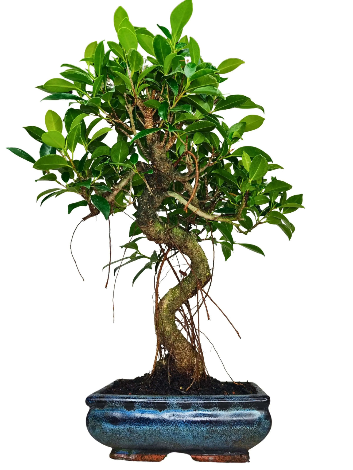 Bonsai Ficus Retusa S-Shape - Altezza Pianta 40 cm