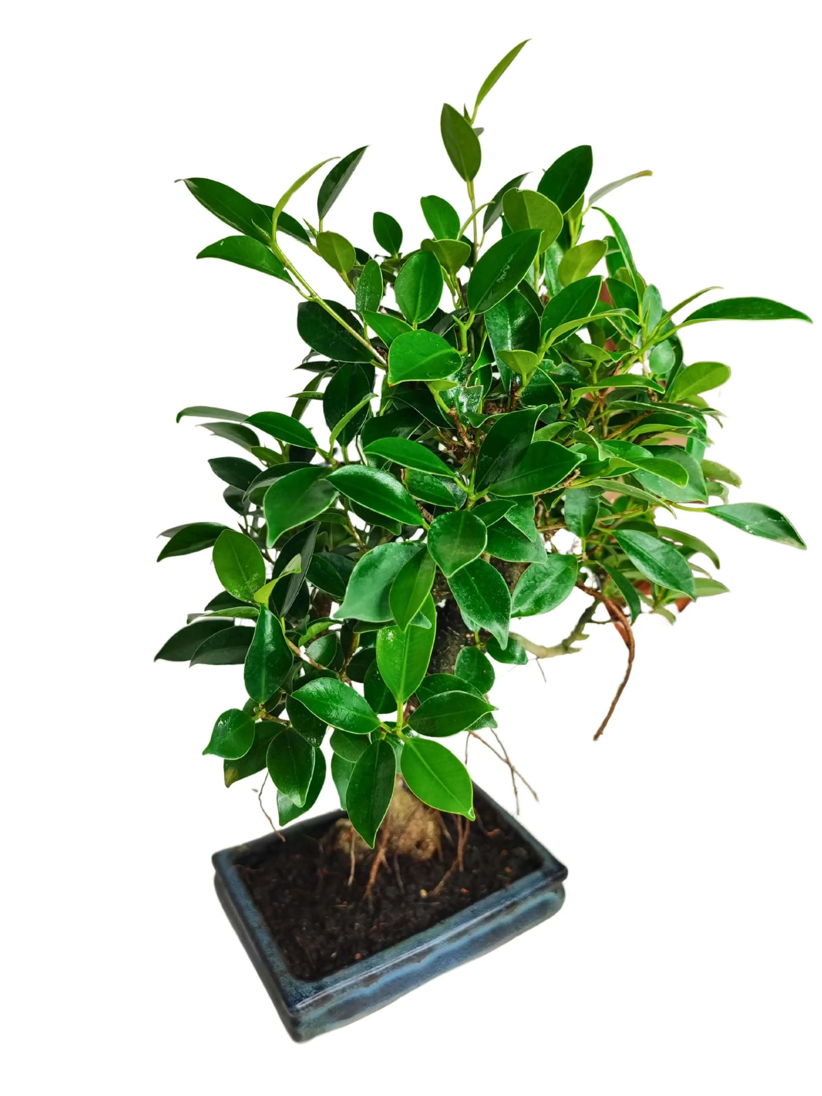 Bonsai Ficus Retusa S-Shape - Altezza Pianta 40 cm