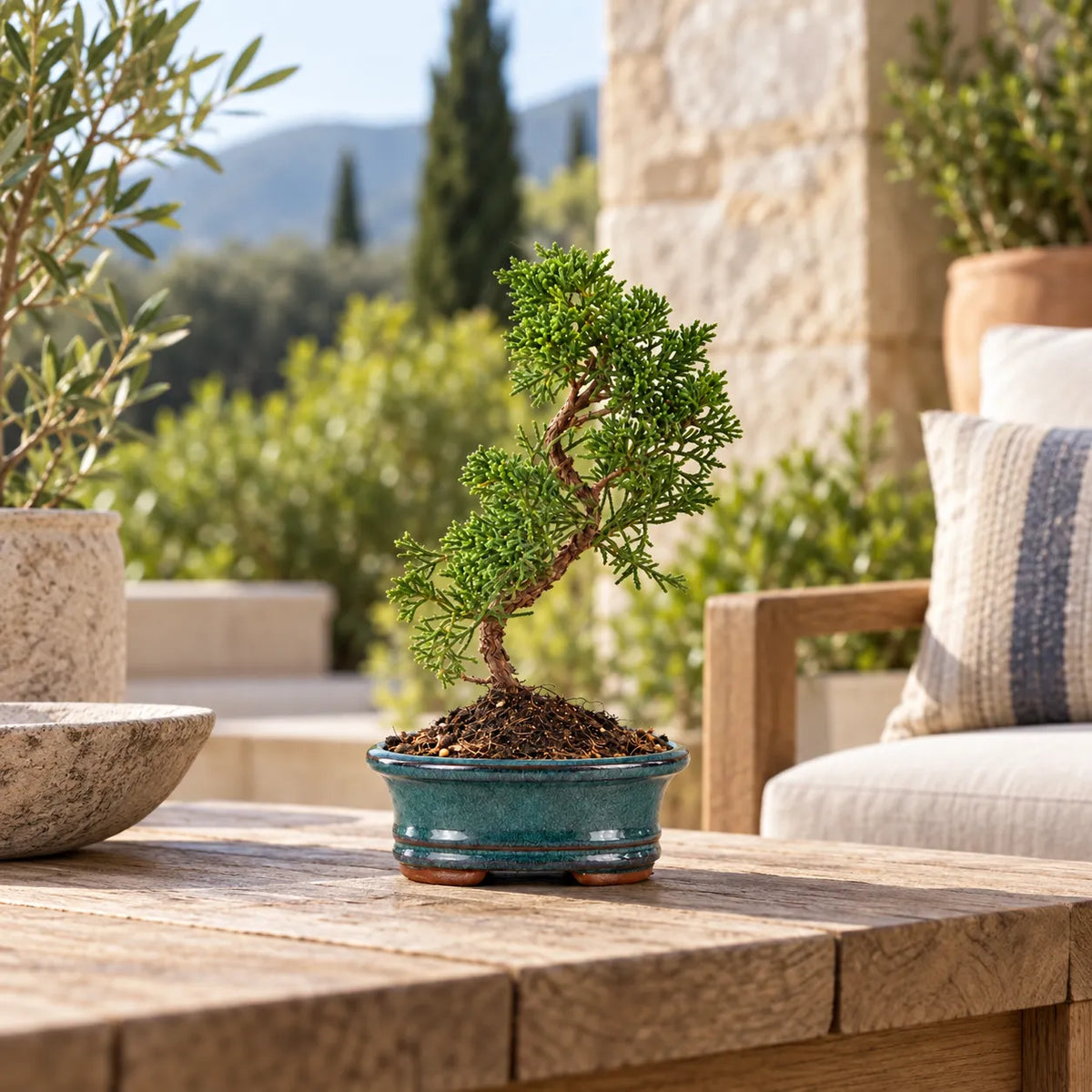 Bonsai 7 anni Juniperus Chinensis Kyushu - Collezione Premium