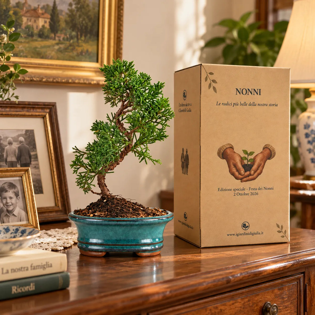 Bonsai 7 anni Juniperus Chinensis Kyushu - Collezione Premium edizione festa dei nonni