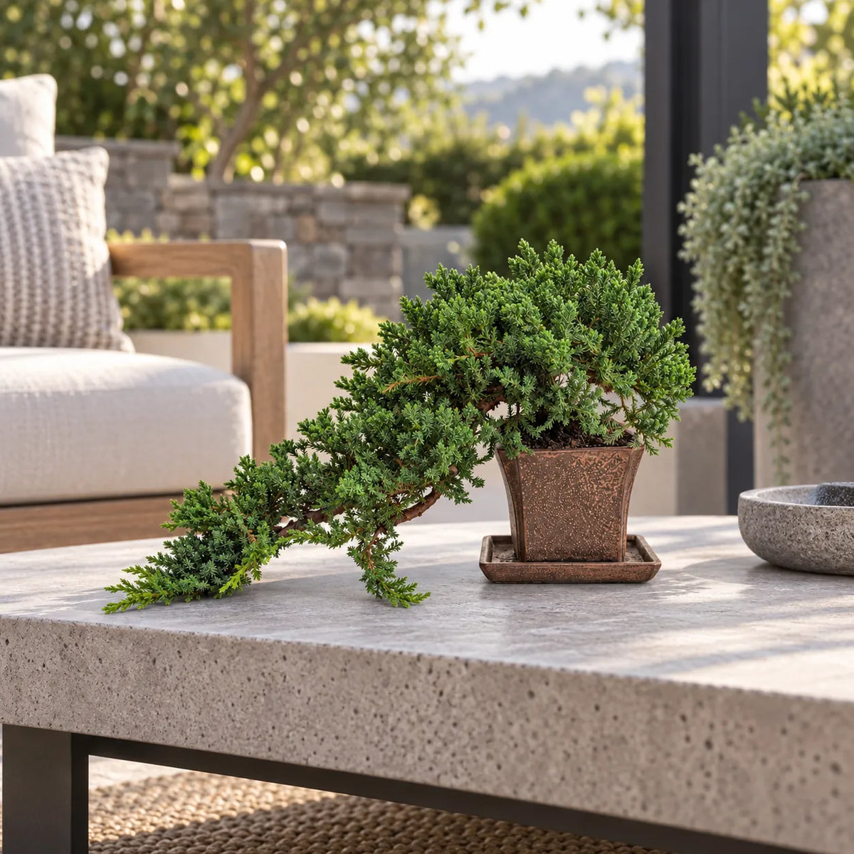 Bonsai 14 Anni Juniperus Procumbens - Collezione Premium