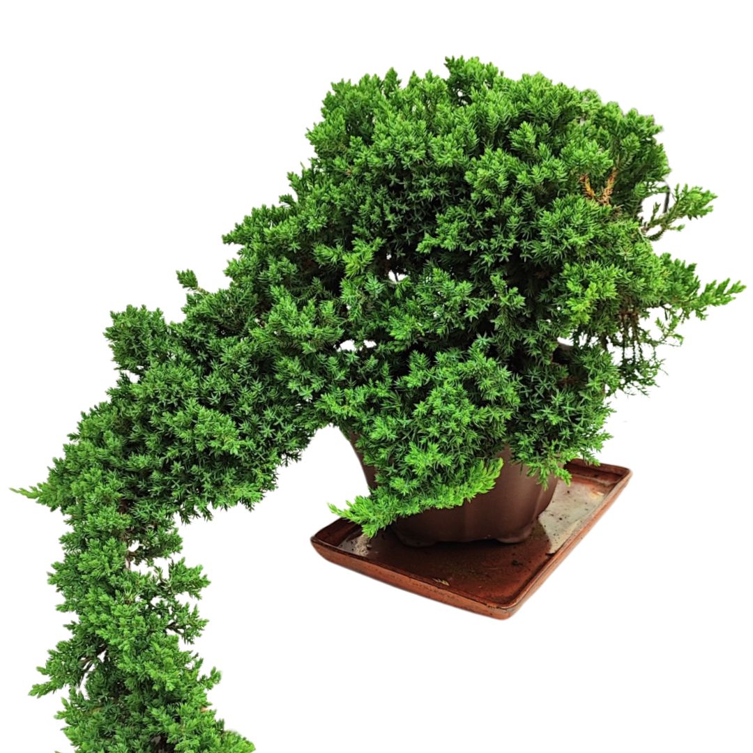 Bonsai Juniperus Procumbens 20 Anni Stile Cascade - Collezione Premium