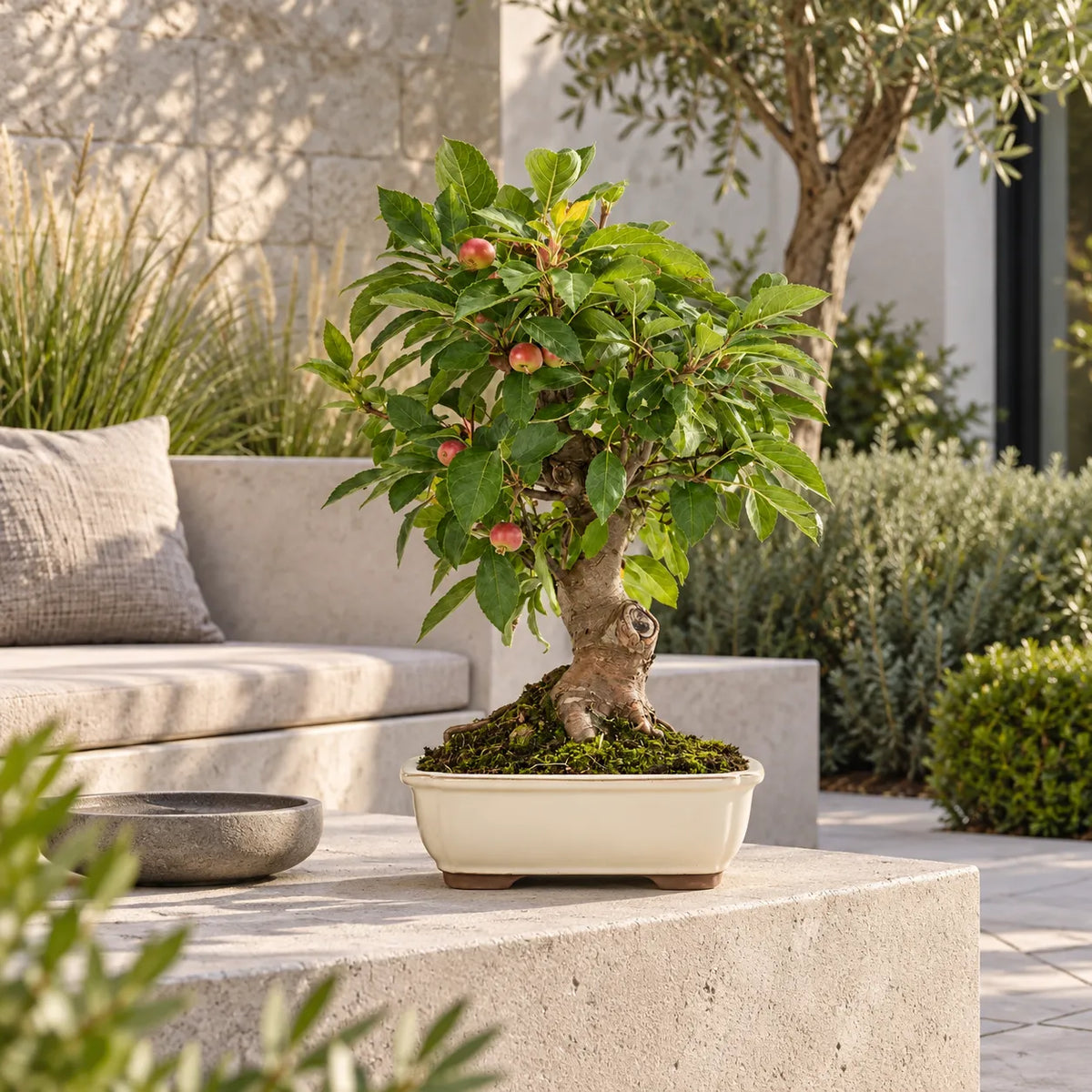 Bonsai 18 Anni Melo - Collezione Premium