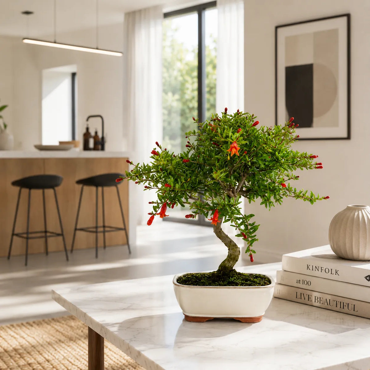 Bonsai Punica Granatum Nana Melograno 9 Anni - Collezione Premium