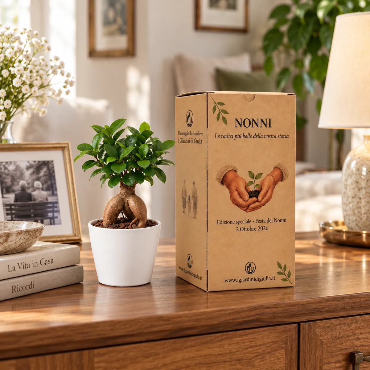 Bonsai Mini Ficus Ginseng in Vaso di Ceramica edizione festa dei nonni