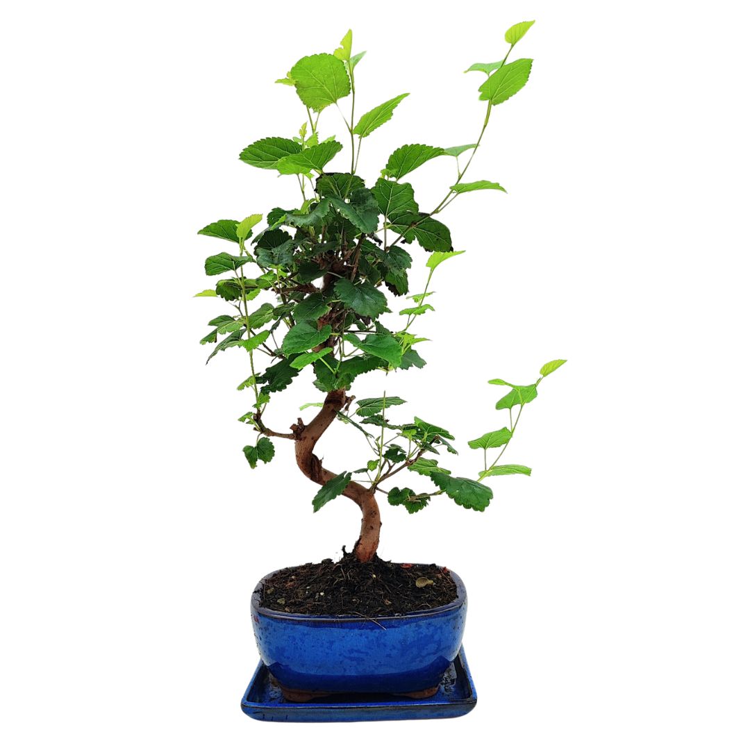 Bonsai Morus (Gelso) 8 Anni - Collezione Premium