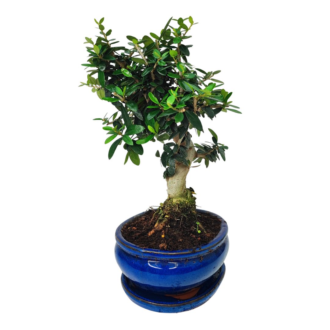 Bonsai Olea Europaea Sylvestris 10 Anni - Collezione Premium