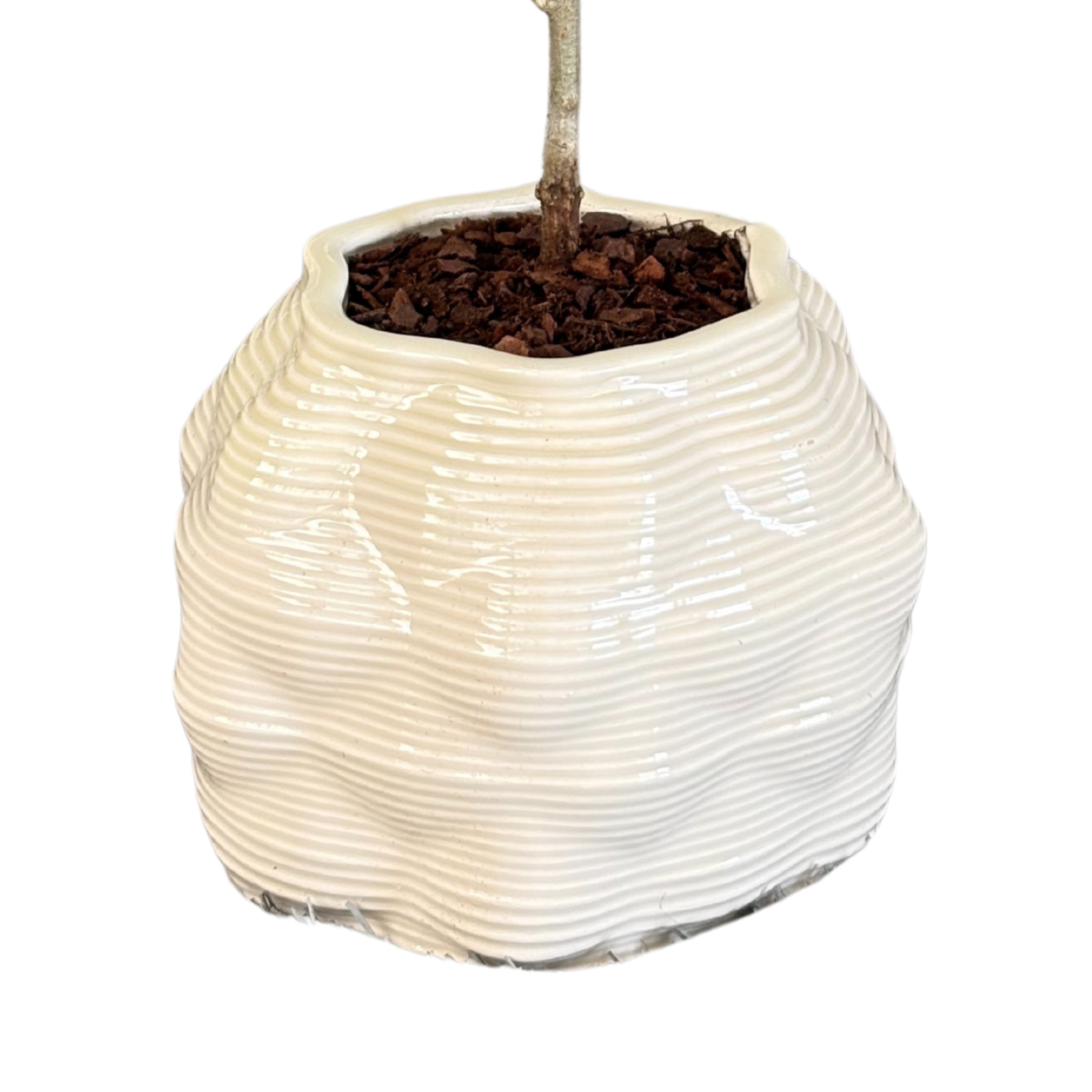 Bonsai olivo in vaso di ceramica Bangkok D. 10 cm H. 23 cm