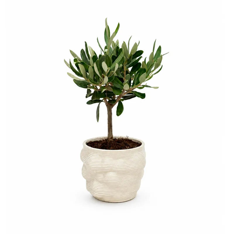 Bonsai Olivo in Vaso Alba in Argilla Pregiata D. 10 H. 21 cm