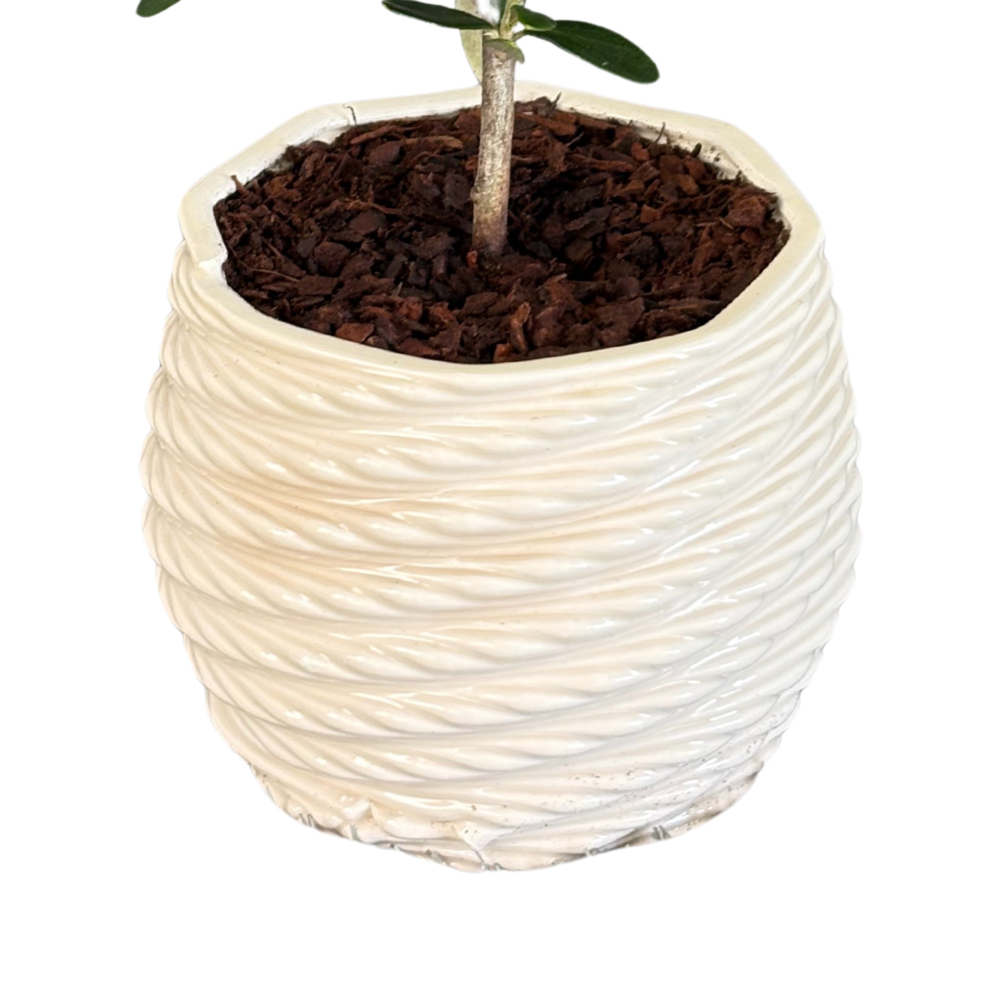 Bonsai olivo in vaso di ceramica Carina D. 10 cm H. 23 cm