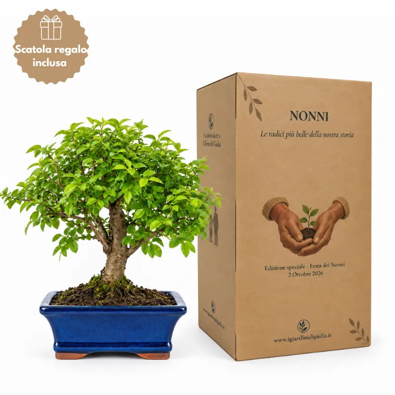 Bonsai 7 Anni Ulmus Parvifolia (Olmo cinese) - Collezione Premium edizione festa dei nonni