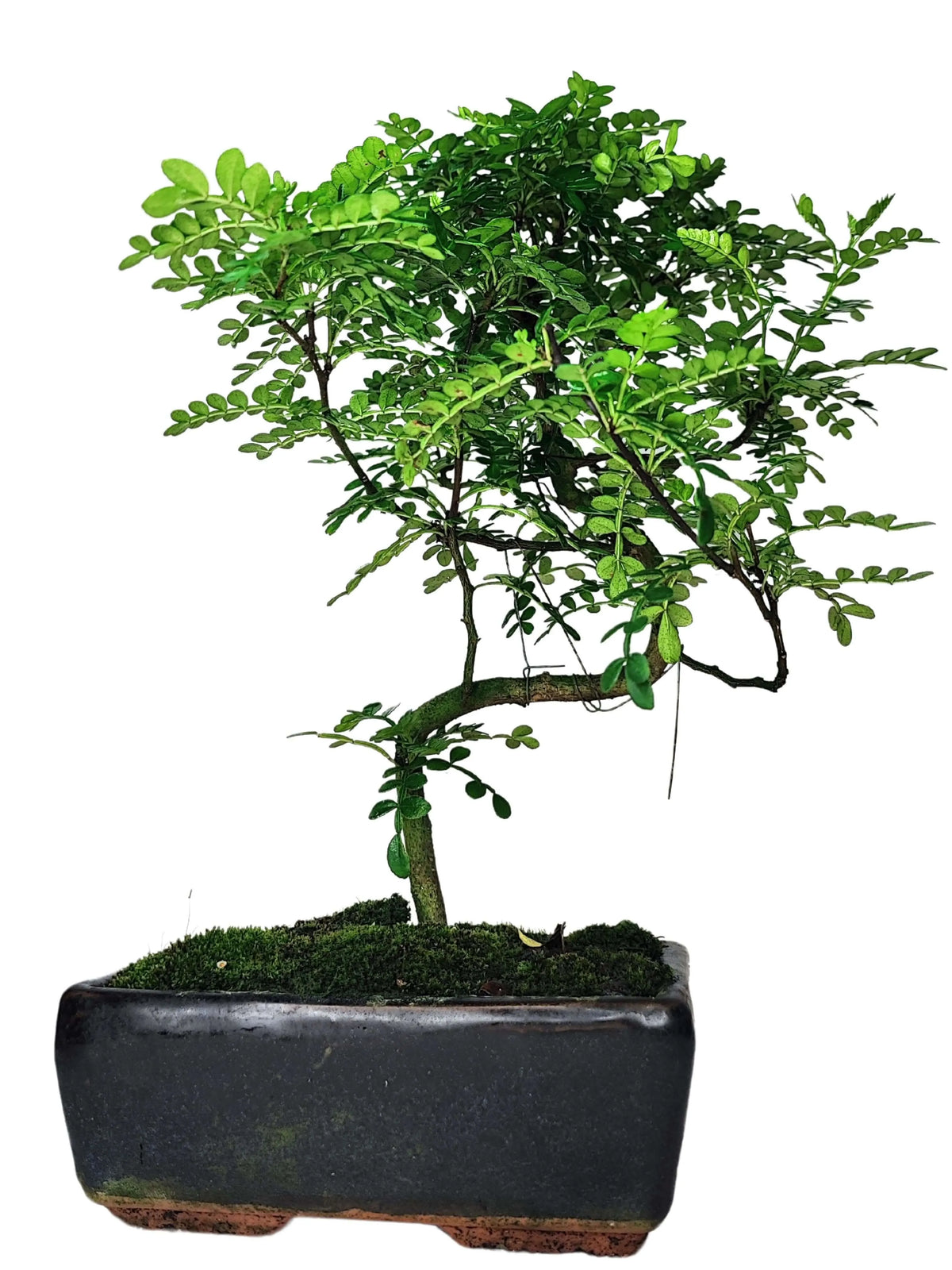 Bonsai Pepper S-Shape  Altezza 40 cm