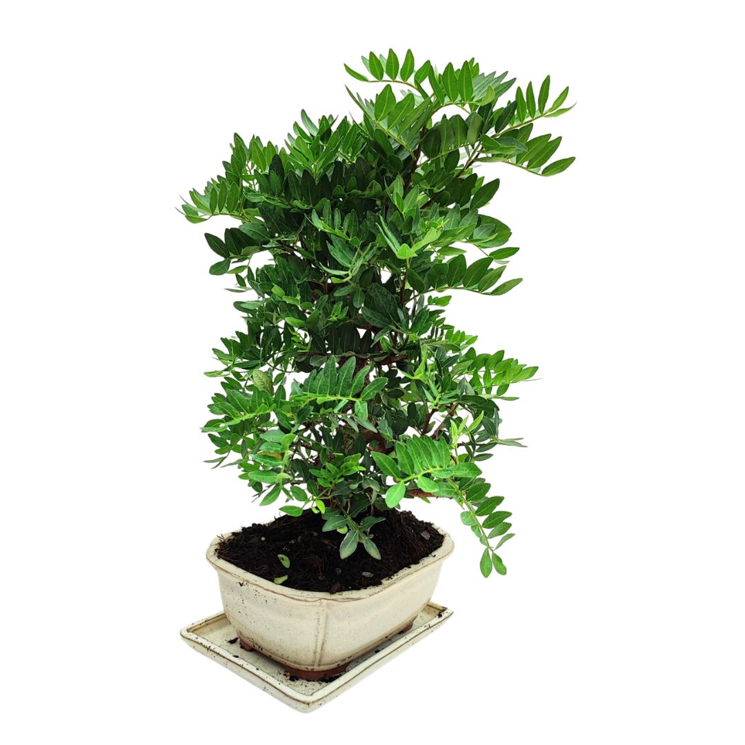 Bonsai Pistacia Lentiscus 12 Anni - Collezione Premium