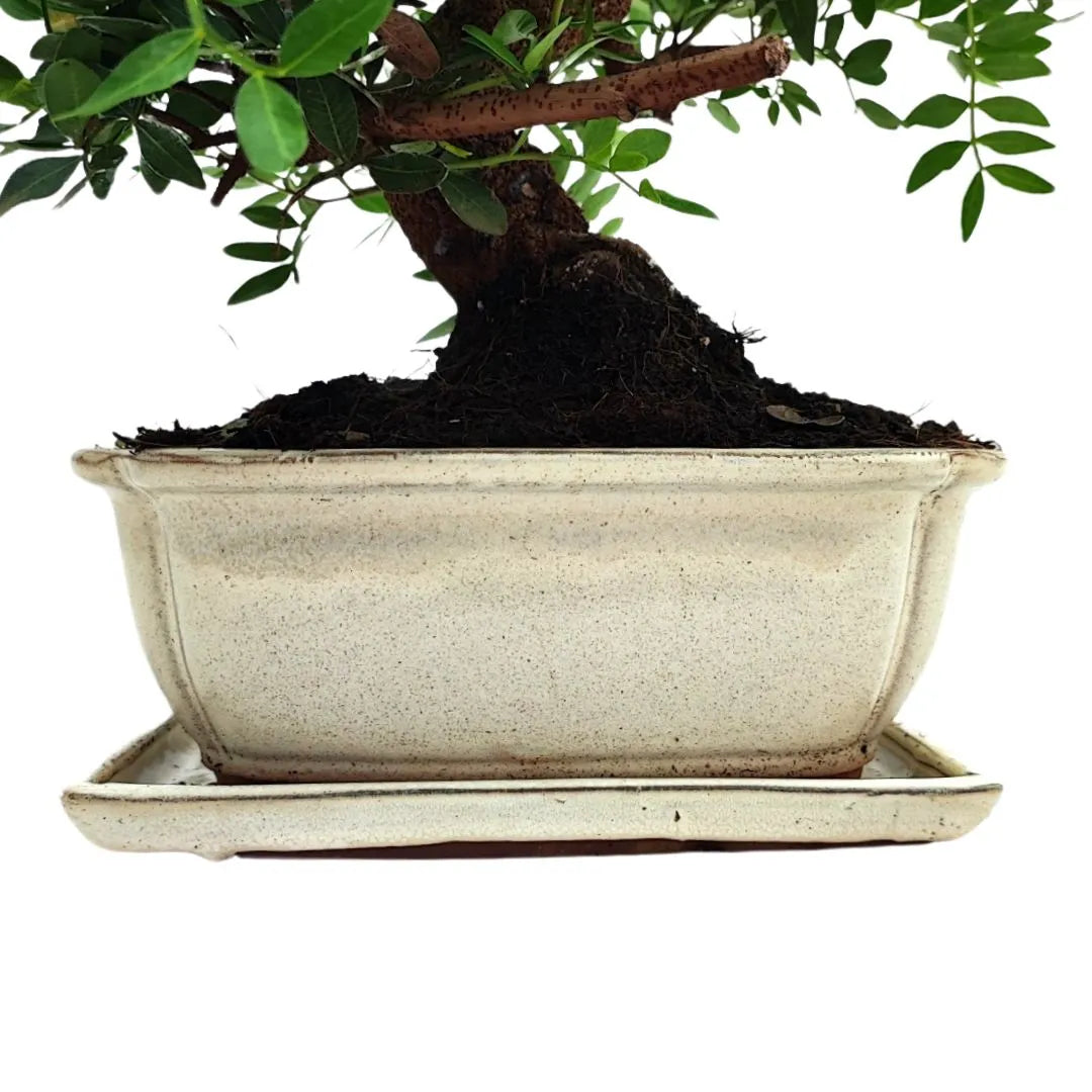 Bonsai Pistacia Lentiscus 12 Anni - Collezione Premium