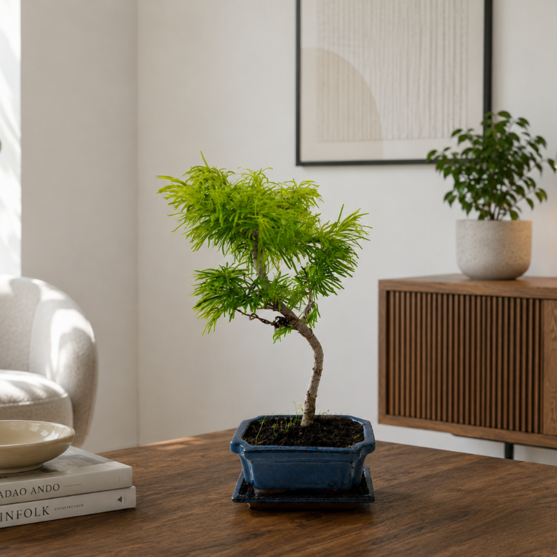 Bonsai Pseudolarix Amabilis 7 Anni - Collezione Premium