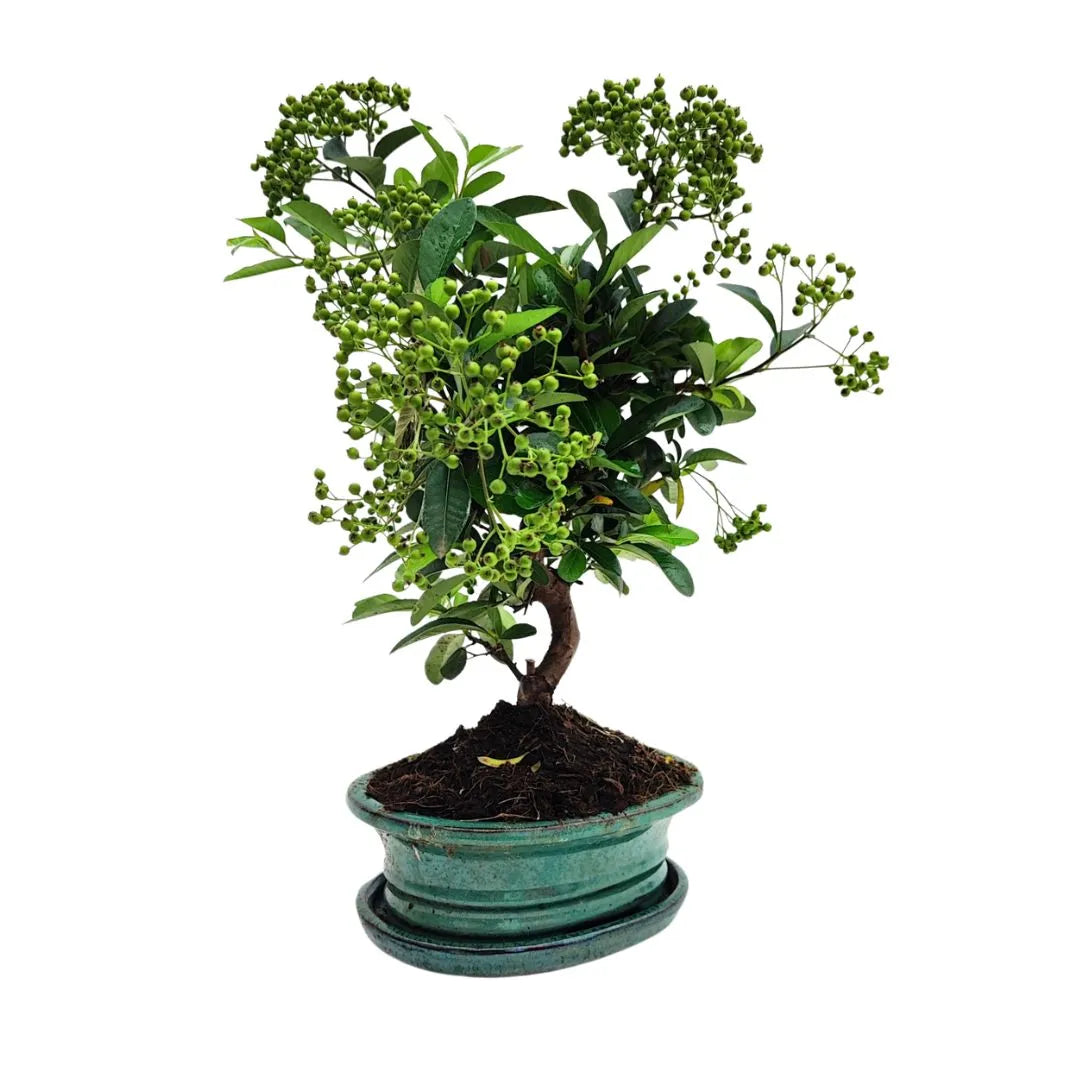 Bonsai Pyracantha sp. 8 Anni - Collezione Premium