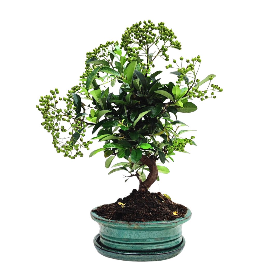 Bonsai Pyracantha sp. 8 Anni - Collezione Premium