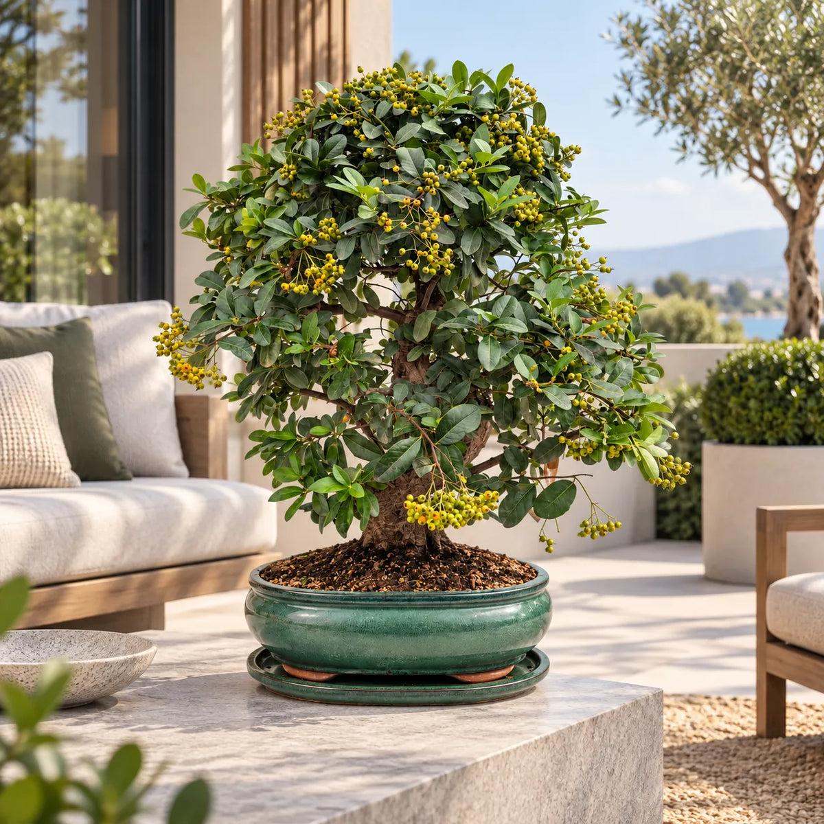Bonsai 19 Anni Pyracantha Coccinea - Collezione Premium