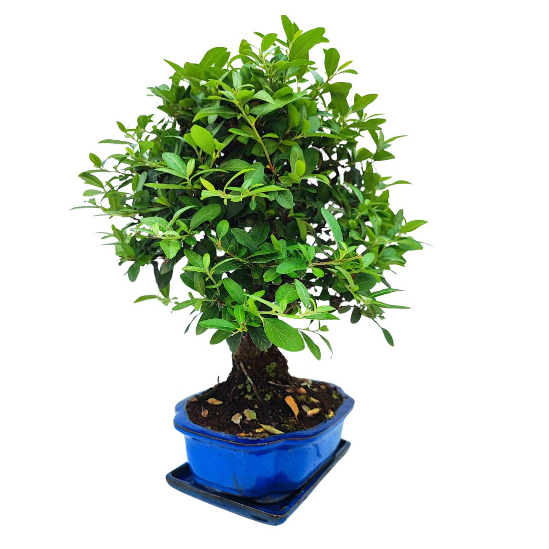 Bonsai Pyracantha Coccinea 10 Anni - Collezione Premium