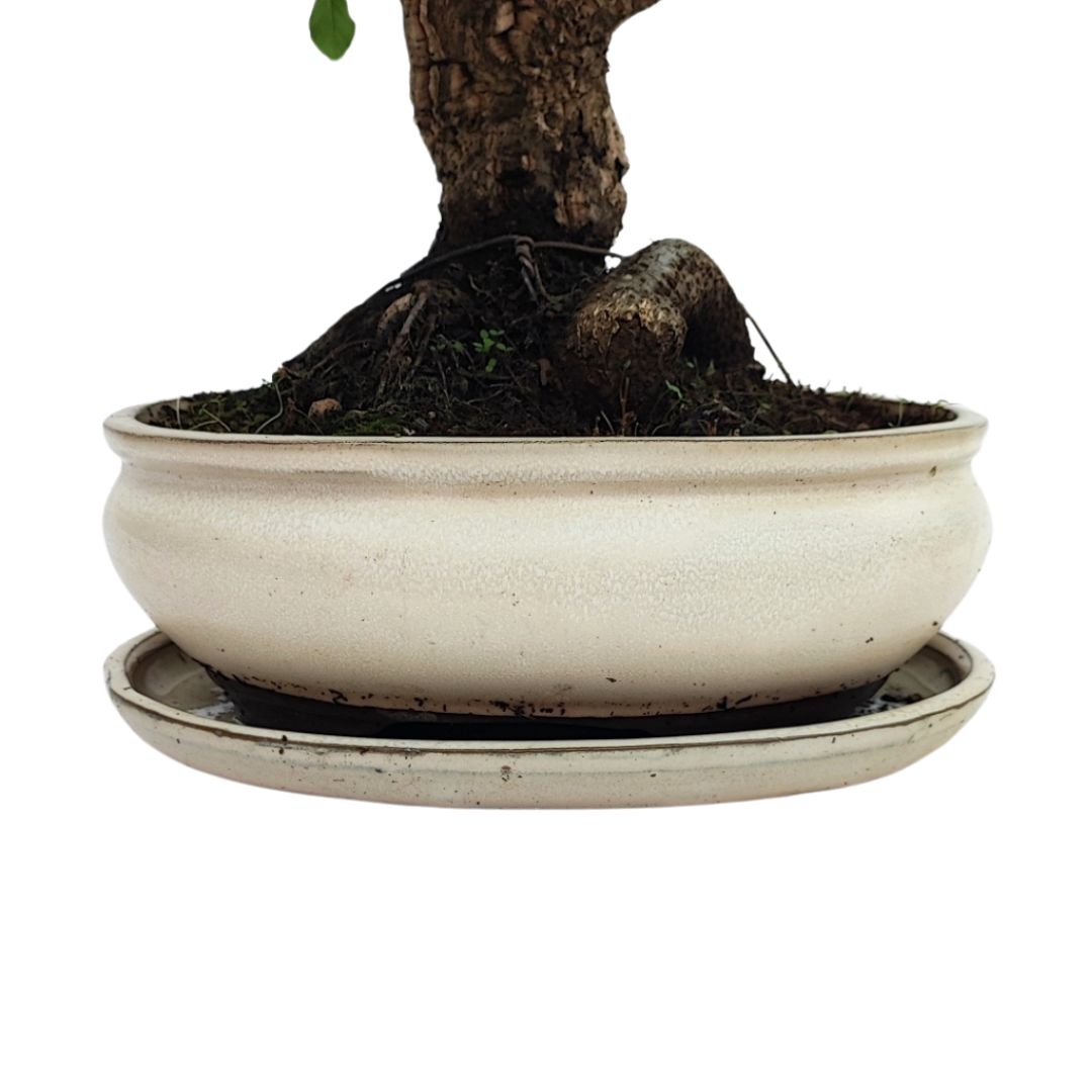 Bonsai Quercus Suber (Sughero) 20 Anni - Collezione Premium