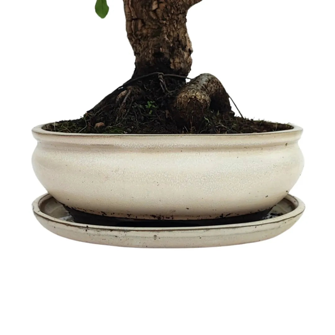 Bonsai Quercus Suber (Sughero) 20 Anni - Collezione Premium