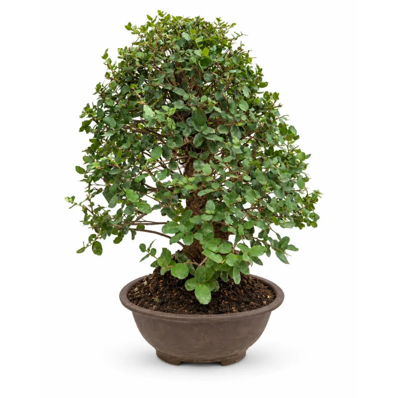 Bonsai 24 Anni Quercus Suber (Quercia) - Collezione Premium