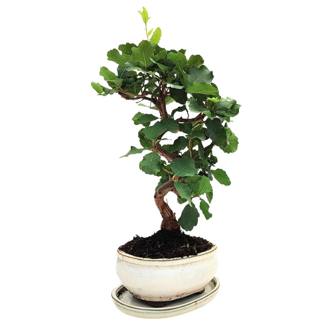 Bonsai Quercus Faginea 8 Anni - Collezione Premium