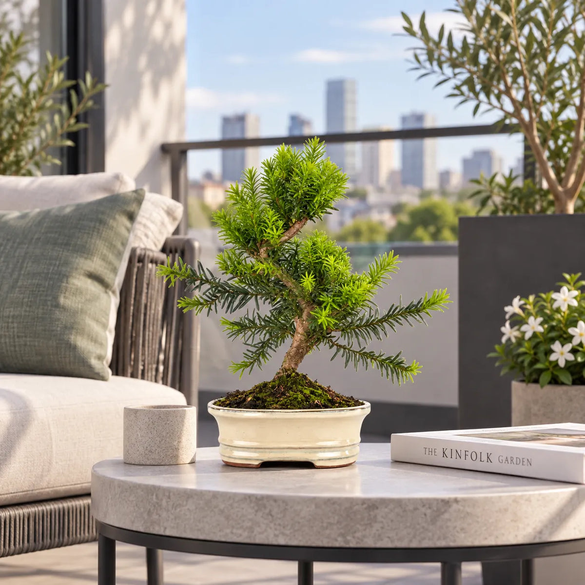 Bonsai 9 Anni Taxus Media (Tasso) - Collezione Premium