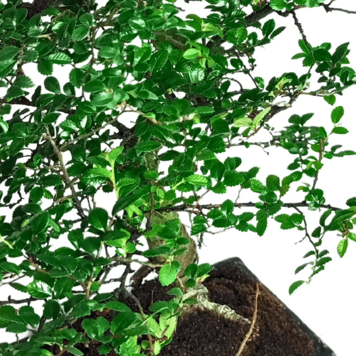 Bonsai Zelkova - Altezza Pianta 40 cm