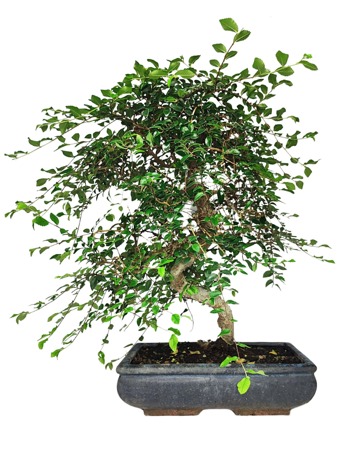 Bonsai Zelkova S-Shape - Altezza Pianta 50 cm