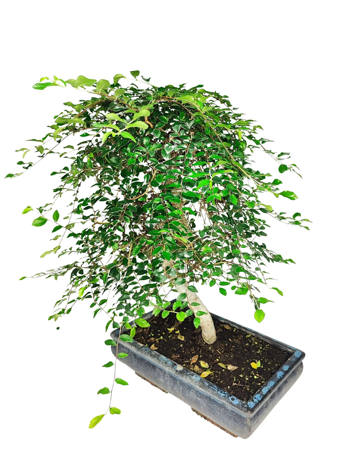 Bonsai Zelkova S-Shape - Altezza Pianta 50 cm