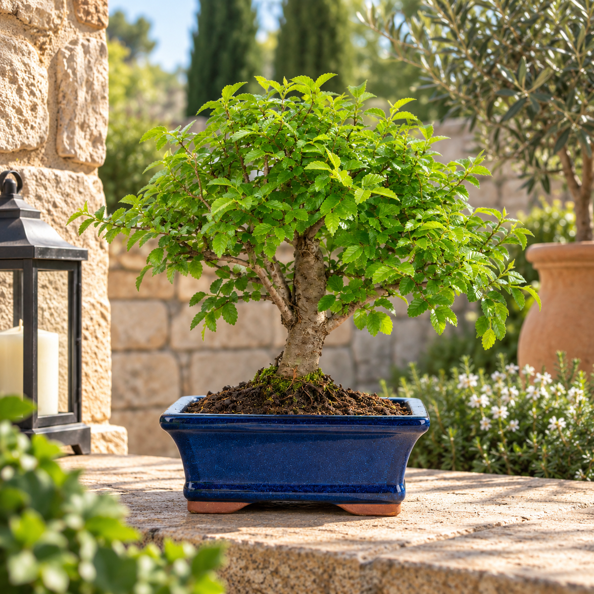 Bonsai 7 Anni Ulmus Parvifolia (Olmo cinese) - Collezione Premium