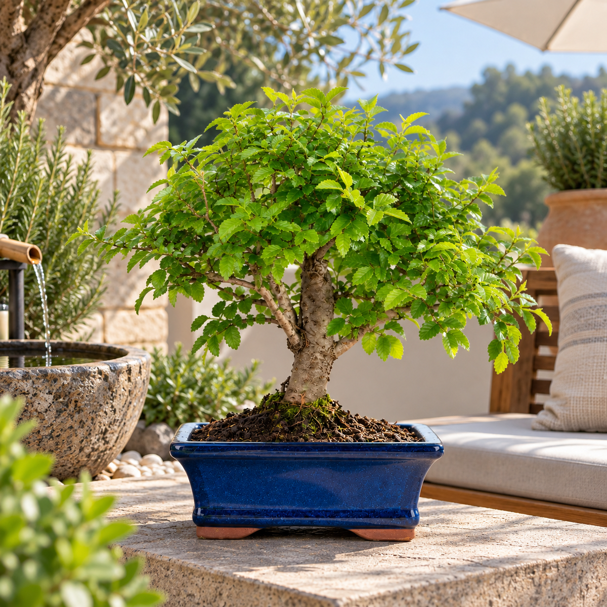 Bonsai 7 Anni Ulmus Parvifolia (Olmo cinese) - Collezione Premium
