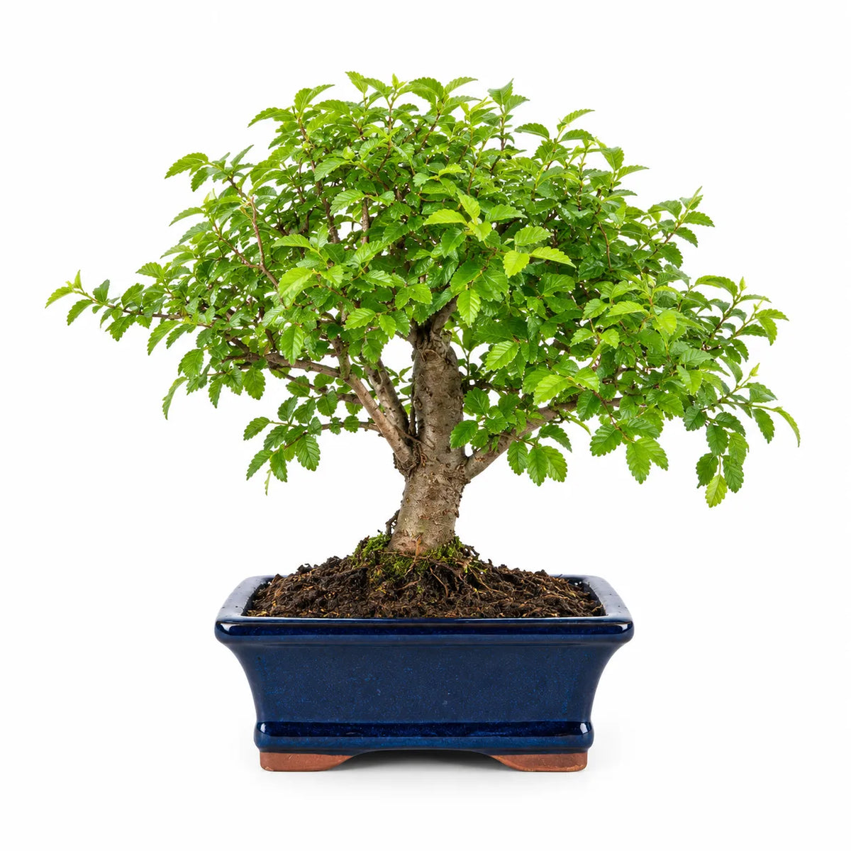 Bonsai 7 Anni Ulmus Parvifolia (Olmo cinese) - Collezione Premium edizione festa dei nonni
