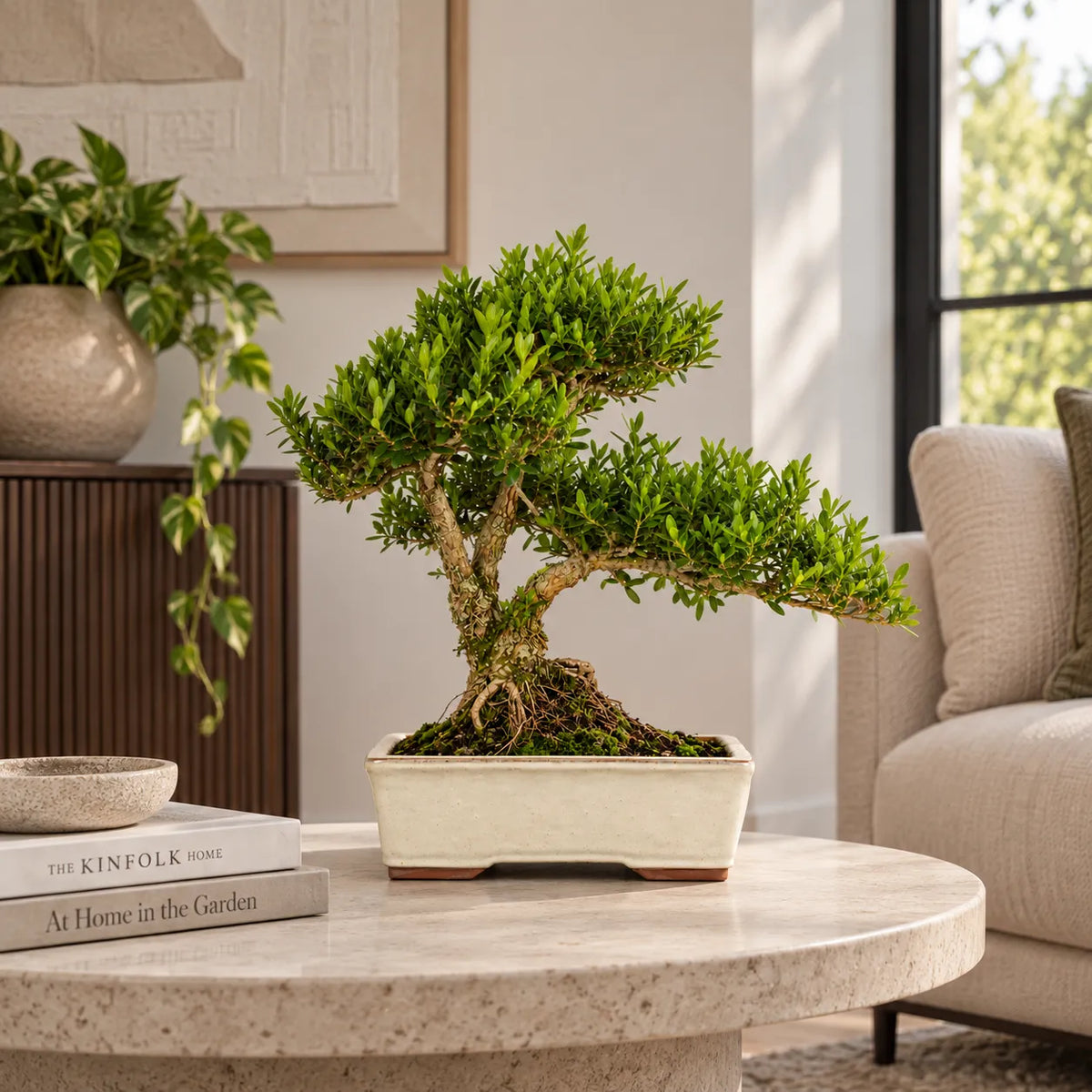 Bonsai 15 Anni Buxus Harlandii - Collezione Premium