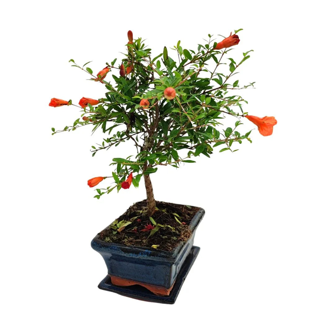 Bonsai Punica Granatum (Melograno) Nana 7 Anni - Collezione Premium