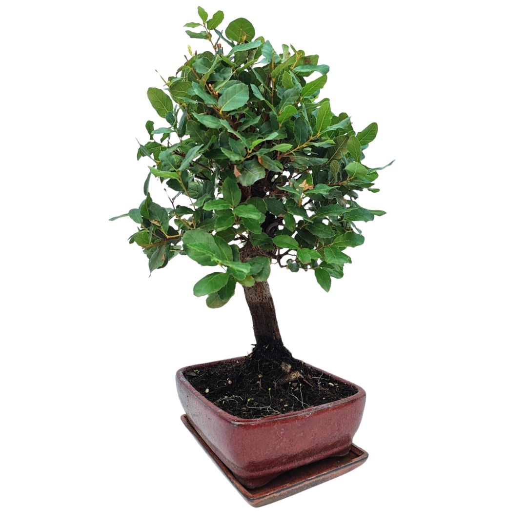 Bonsai Quercus Suber (Sughero) 10 Anni - Collezione Premium