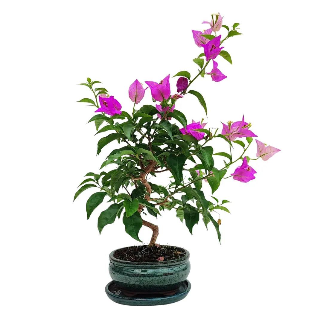 Bonsai Bouganvillea Glabra 9 Anni - Collezione Premium