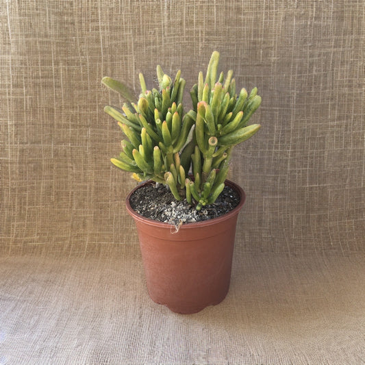 Crassula Hobbit vaso ø17