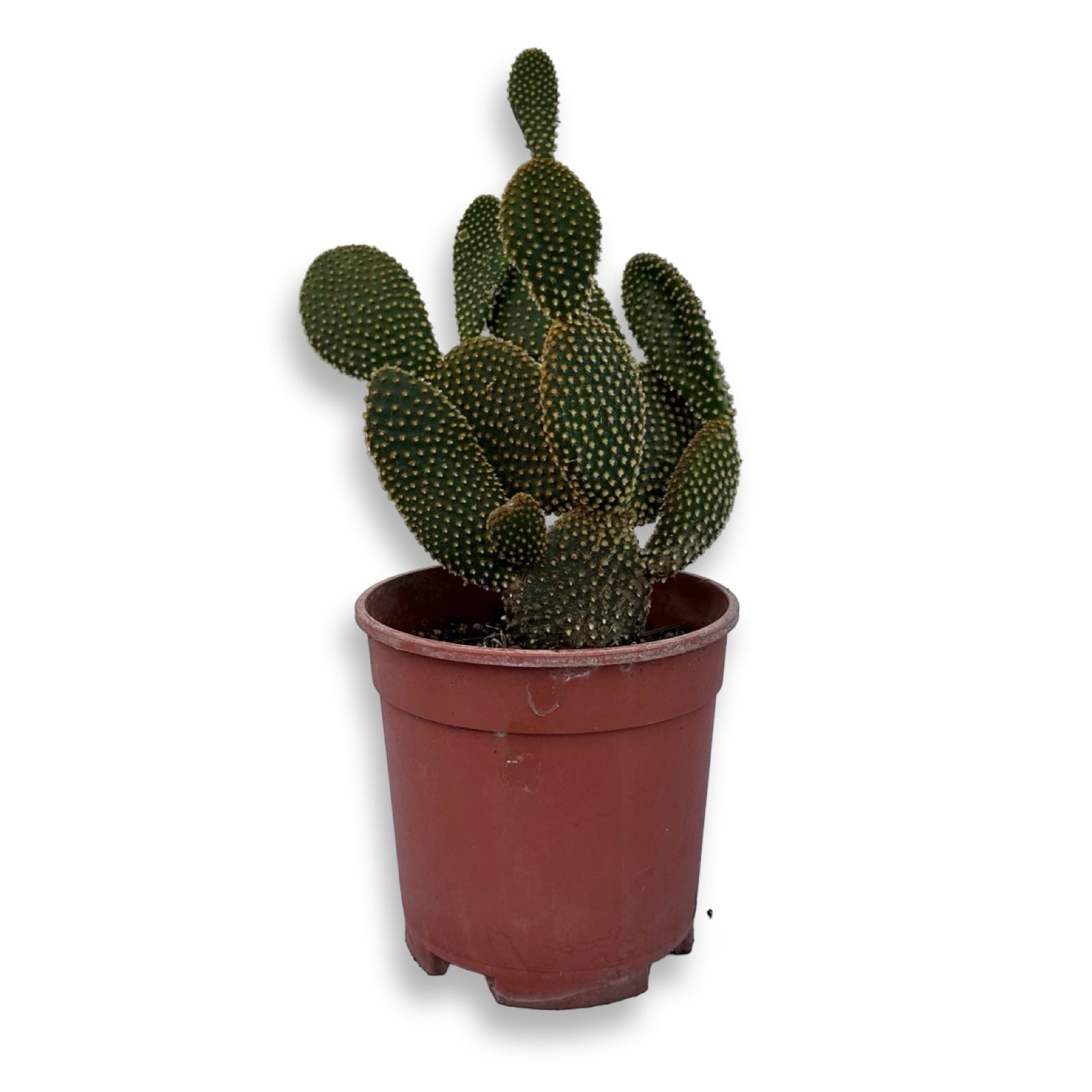 Fico d'India microvilloso Pianta Grassa Opuntia microdasys (Lehm.) Pfeiff.