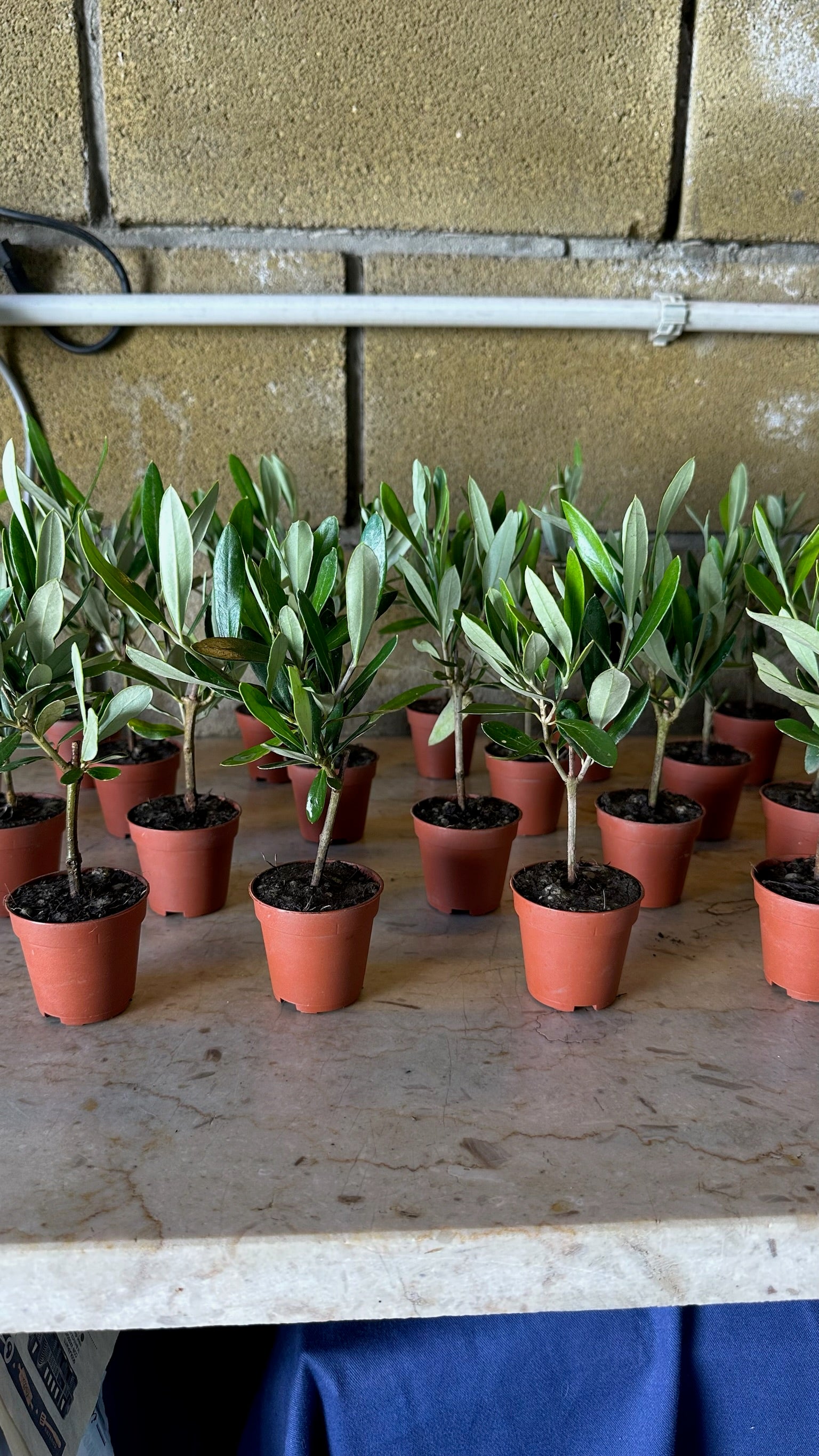 Piantina Bonsai di Ulivo cespuglio - Olea europea cipressino CERTIFICATA