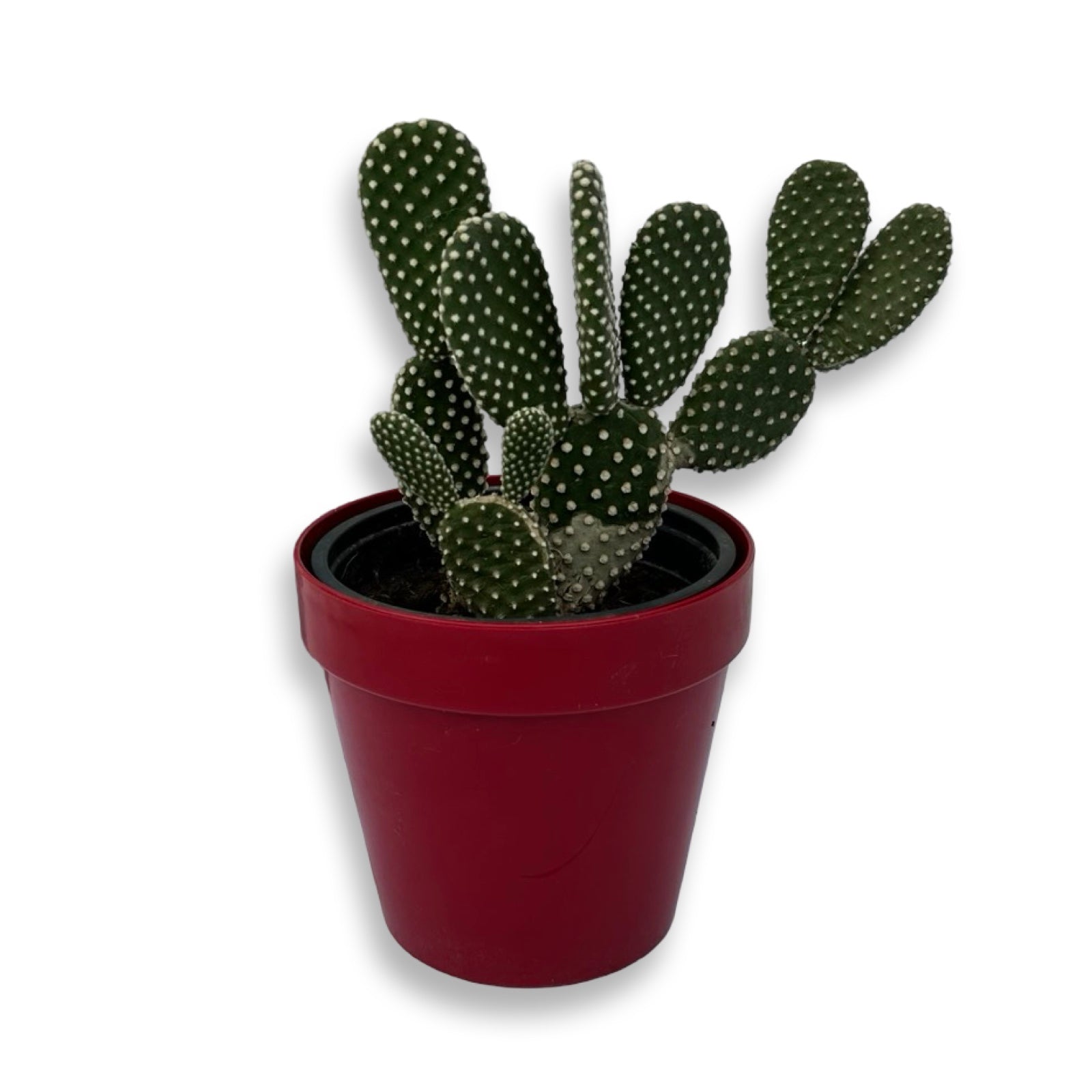 Fico d'India microvilloso Pianta Grassa Opuntia microdasys (Lehm.) Pfeiff.